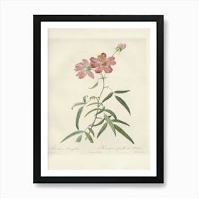 Rose Illustration, Pierre Joseph Redoute (81) Art Print