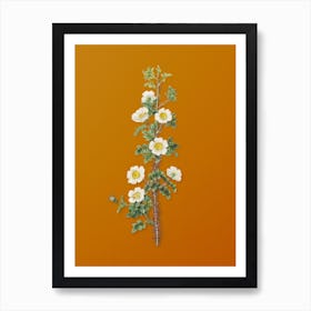 Vintage Scotch Rose Bloom Botanical on Sunset Orange n.0950 Art Print