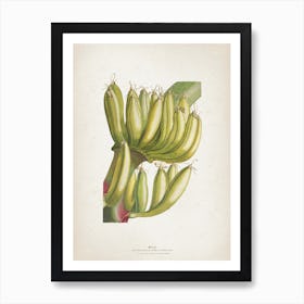 Vintage Ehret 3 Musae Primus Art Print