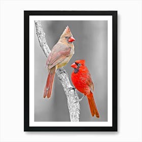 Two Cardinals Art Print