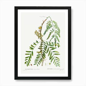 Honey Locust, Pierre Joseph Redoute Art Print