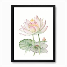 Water Lily Floral Quentin Blake Inspired Illustration 3 Flower Art Print