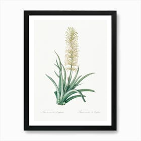 Snake Plant, Pierre Joseph Redoute Art Print