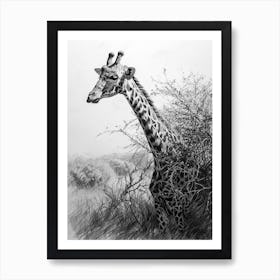 Giraffe With Head In The Branches Pencil Drawing 2 Art Print