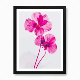 Hot Pink Wild Pansy Art Print