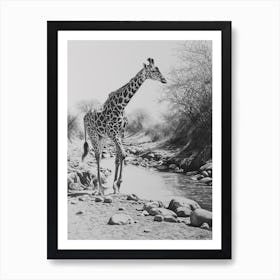 Giraffe In The River Pencil Drawing 3 Art Print