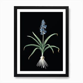 Vintage Scilla Patula Botanical Illustration on Solid Black n.0506 Art Print