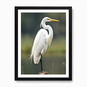 Calm Great Egret Art Print