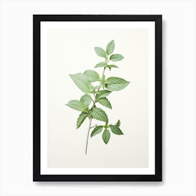 Mint Vintage Botanical Herbs 1 Art Print