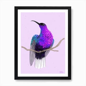 Violet Sabrewing Art Print