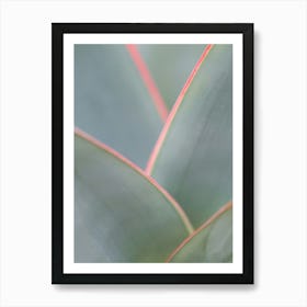 blush Succulent Art Print