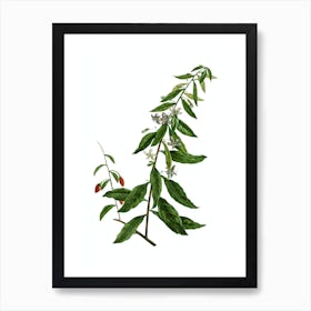 Vintage Goji Berry Tree Botanical Illustration on Pure White Art Print