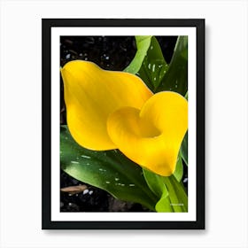 Yellow Calla Lillies Art Print