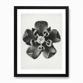 Common Milkweed, Karl Blossfeldt 1 Art Print