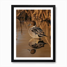 Wildlife Lake Duck Art Print