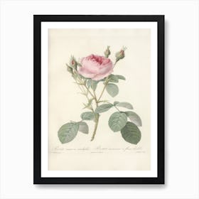 Rose Illustration, Pierre Joseph Redoute (25) Art Print