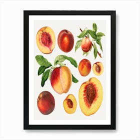 Peach Painting Art Print