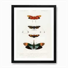 Collection Of Moths, Charles Dessalines D'Orbigny Poster