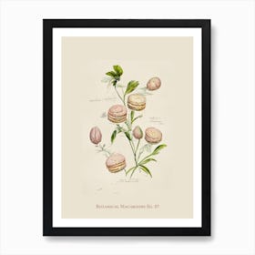 Vintage Botanical Macaroons 07 Art Print