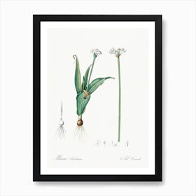 Ornamental Onion Illustration From Les Liliacées (1805), Pierre Joseph Redoute Art Print