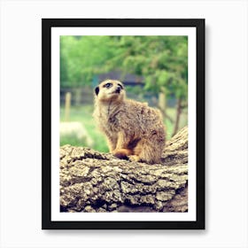 Meerkat Sitting on Log  Art Print