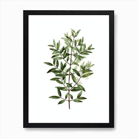 Vintage Phillyrea Tree Branch Botanical Illustration on Pure White n.0246 Art Print