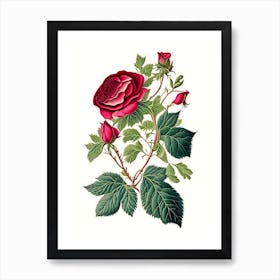 Wild Rose Wildflower Vintage Botanical 2 Art Print