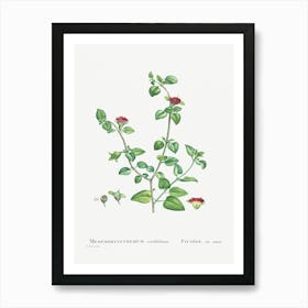 Mesembryanthemum Cordifolium, Pierre Joseph Redoute Art Print