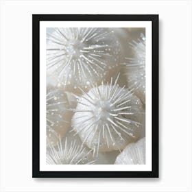 White Seashells 1 Art Print