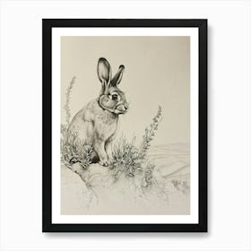 Polish Rabbit Drawing 3 Art Print