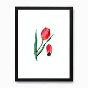Vintage Sun's Eye Tulip Botanical Illustration on Pure White Art Print