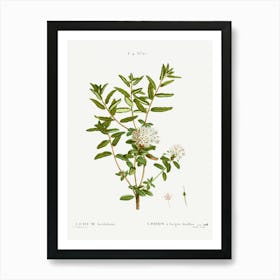 Bog Labrador Tea, Pierre Joseph Redoute Art Print