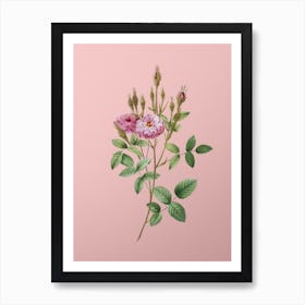 Vintage Mossy Pompon Rose Botanical on Soft Pink n.0210 Art Print