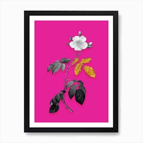 Vintage Big Leaved Climbing Rose Black and White Gold Leaf Floral Art on Hot Pink Art Print