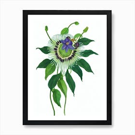 Passion Flower (Passiflora Caerulea) Watercolor Art Print