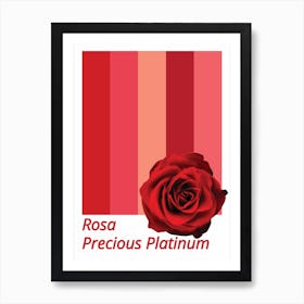 Rose Precious Platinum Art Print