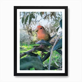 Green bird in the nature Art Print