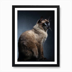 Siamese Cat 1 Art Print