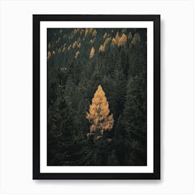 Yellow Pine Tree In Autumn Art Print