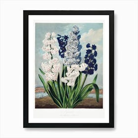 Hyacinths From The Temple Of Flora (1807), Robert John Thornton Art Print