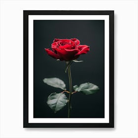 Dark Rose 89 Art Print