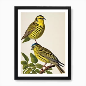 Yellowhammer 2 James Audubon Vintage Style Bird Art Print