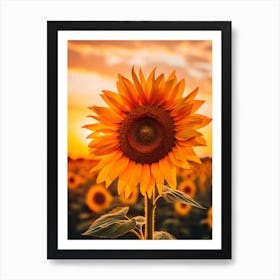 Sunflower At Sunset 1 Art Print