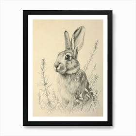 English Silver Rabbit Drawing 4 Art Print