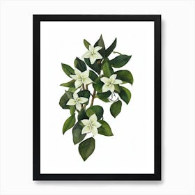 Madagascar Jasmine (Stephanotis Floribunda) Watercolor Art Print