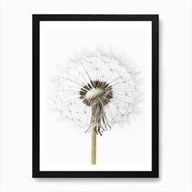 Dandelion 2 Art Print