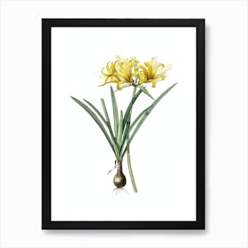 Vintage Golden Hurricane Lily Botanical Illustration on Pure White n.0063 Art Print