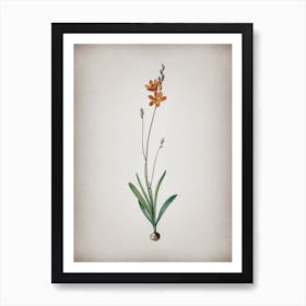 Vintage Mossel Bay Tritonia Botanical on Parchment n.0217 Art Print