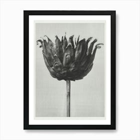 Star Thristle (1928), Karl Blossfeldt Art Print