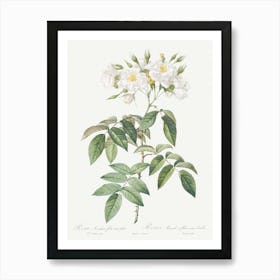 Musk Rose, Pierre Joseph Redoute Art Print